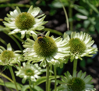 GARTEN | unser Garten im August