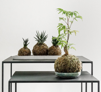 DEKORATION | Kokedama